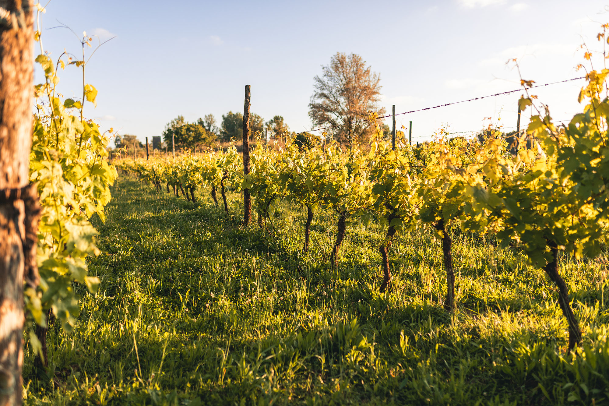 Vigneto al tramonto — viticoltura sostenibile